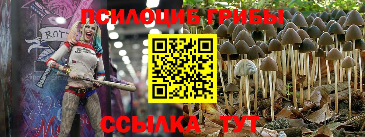 Чехов  Галлюциногенные грибы Psilocybe  Вход с VPN 